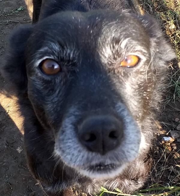 Gaia & Birillo Richiesta Di Supporto